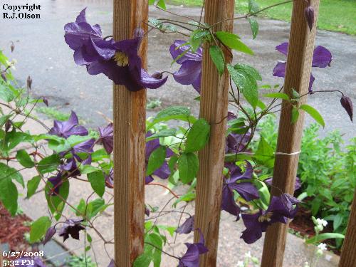 Plenty Purple Perfection! - Here's plenty purple for you friend.