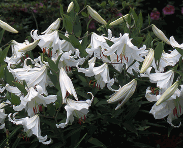 'Casablanca' Oriental Lily - This is one of the most beautiful lilies I've ever seen. The 'Casablanca' Oriental Lily is one of my favorites.