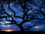 tree - I have also seen some trees that looks like human legs.tr