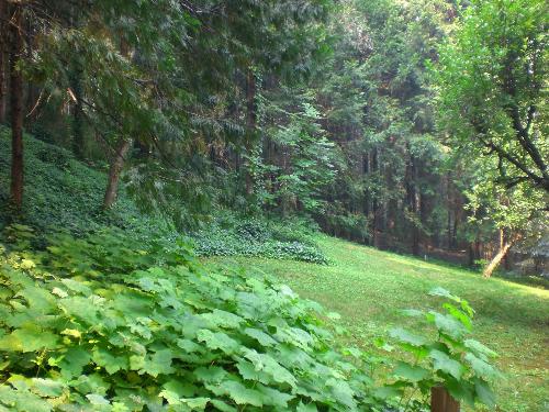 My backyard - Here is a picture I took yesterday of my backyard