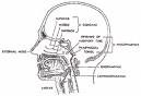 Nose Hemorrhage - How did you cure Nose Hemorrhage