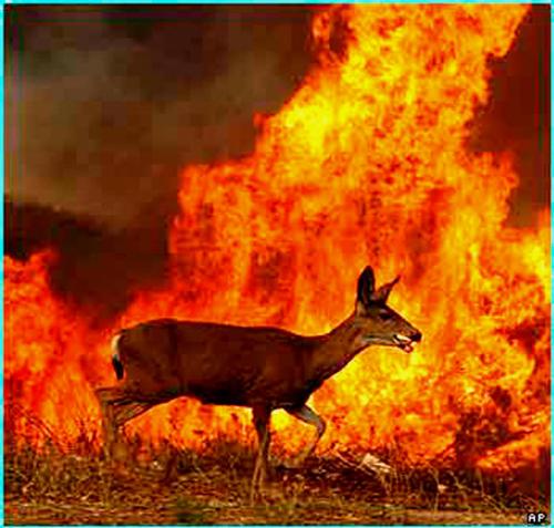wild life killed - because of the forest fires in california....wild life is reduesed massively!