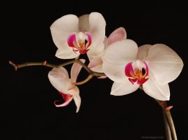 orchid - wild orchid
