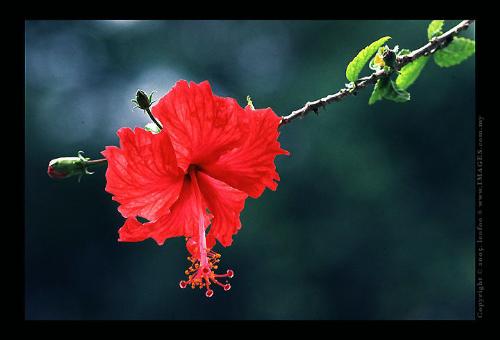 hibiscus - national flower of Malaysia