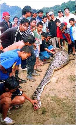 man eater snake - snake caught in the philippines