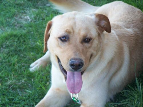 My dog Trucker - This is my dog Trucker panting after a hard round of catch the ball.