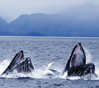 Whales breaching - Whales feeding where they belong, in the ocean!