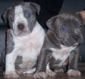a couple of our babies - when raise and sell obedient well manored show quality blue American Pit Bull Terriors. We have sold this particular breed to handicap people that need a companion for service,police,families and to the very well screened general public.