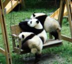 panda - panda cub at a nursery school