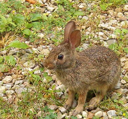 Cute Baby Bunny in My Driveway - I see these babies all day in my driveway. I&#039;ve got quite a few pics, but thought this was a pretty good closeup.

