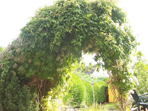 Clematis needing pruned! - Clematis arch - only one side has been pruned and the rest badly needs doing! It has already flowered once this year and will probably flower at least another once depending on the weather!