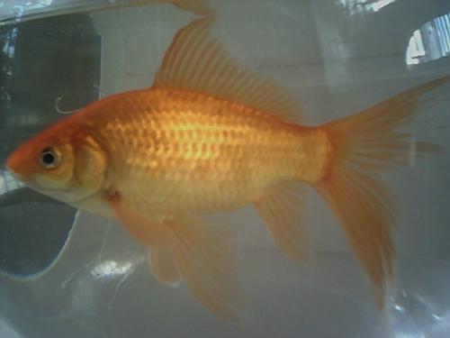 goldfish - cute goldfish