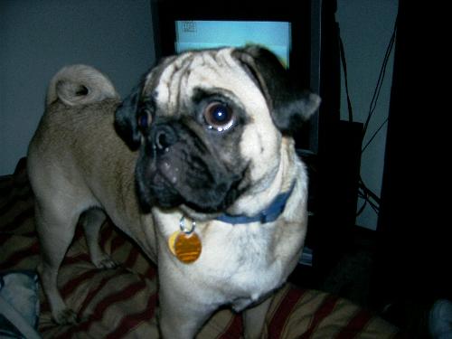 duke the pug - this is our 2 1/2 year old pug he is the greatest.