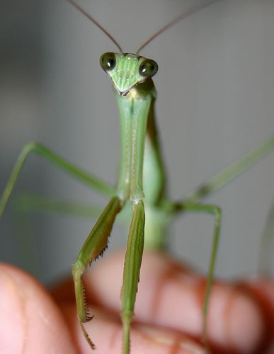 A green praying mantis  - A praying mantis