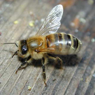 Bees - Commercial agriculture has been hit hard by a mysterious disease called Colony Collapse Disorder where the bee keeper finds an empty hive full of honey, an ill queen, and a handful of stumbling young workers.
Bees - Commercial agriculture has been hit hard by a mysterious disease called Colony Collapse Disorder where the bee keeper finds an empty hive full of honey, an ill queen, and a handful of stumbling young workers.