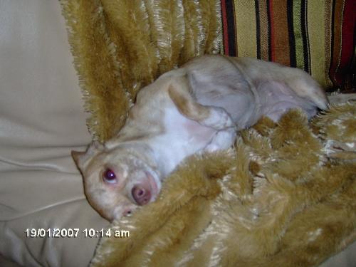 My Chihuahua Mandy - Here she is enjoying a belly rub.