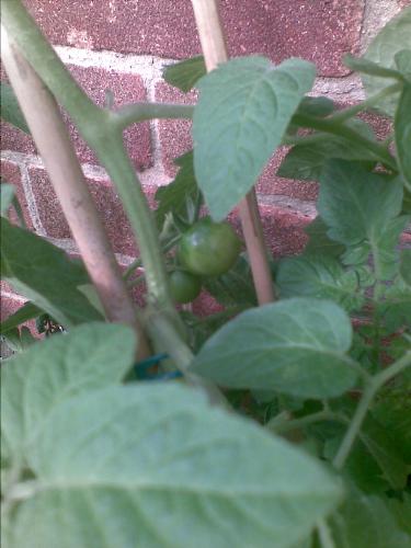 First tomatoes of the year! - I was very excited to see these appear.