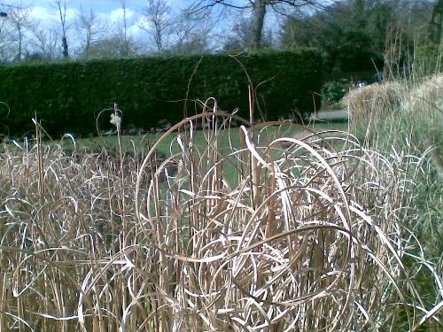 Straw - I love this photo. It's some straw-like stuff from a plant in a local park, but it reminds me of being in the country-side.