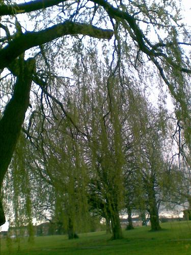 Trees - I love the trees in this park. They have a real magical feel about them, and it's a very peaceful place to be.