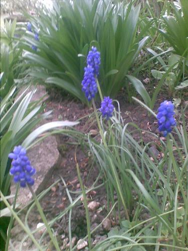 Grape hyacinths - These flowers make me cheerful as they come out when it's springtime.