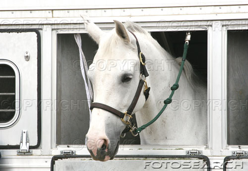 horses - ???????????????