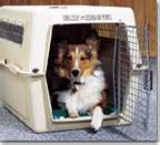 Dog Crate - Sometimes animals need a place to hide and an open door crate could provide them that security that they're seeking.
