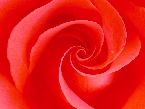 Rose - It&#039;s a Rose
