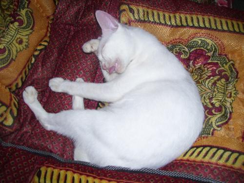 cat - cat in the house