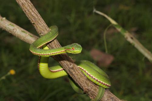 snake - beautiful