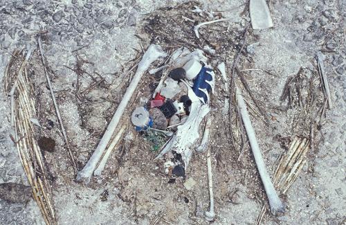 the bones of an albatrosswith plstic in its stomac - albatross bird bones plastic in the belly from the ocean. the bones of an albatrosswith plstic in its stomac - albatross bird bones plastic in the belly from the ocean.