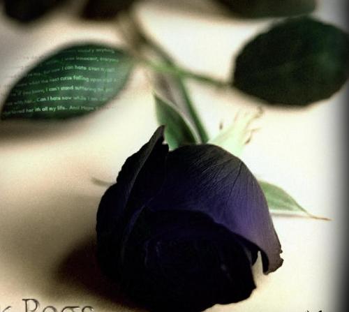 black beauty rose - a black beauty rose is very rare . It has been told that there are only deep purple ones out there and they look black