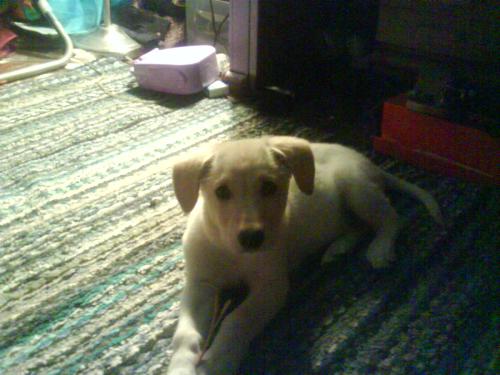 tito! my doggie - this is my puppie. i love him