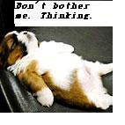 funny animal 1 - funny