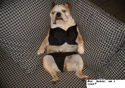 animal 2 - funny