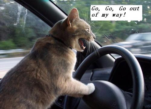 animal 3 - funny