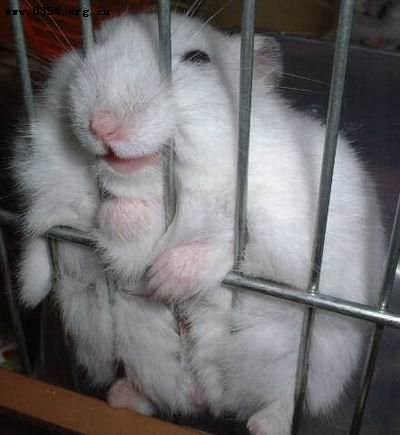 animal 6 - funny