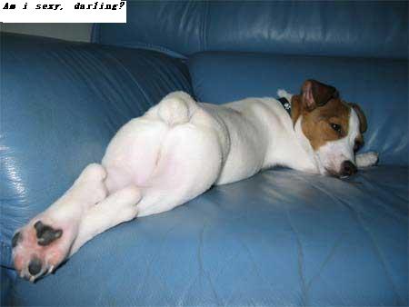 animal 7 - funny