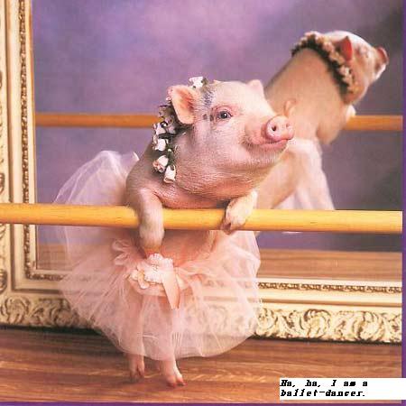 animal 9 - funny