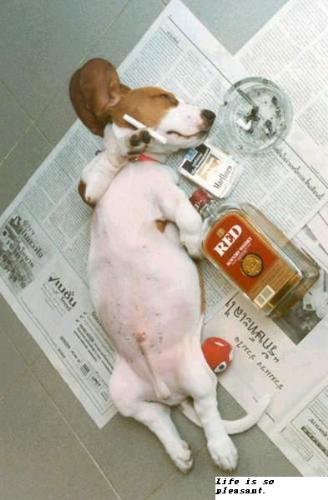 animal 10 - funny