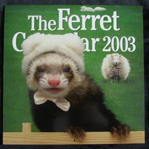 Ferret calendar - isnt it cute??