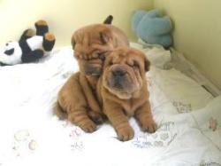 Sharpei Puppies - The cutest ugliest dogs in the world