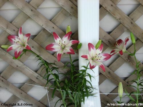 Asiatic Lilies - A bunch are opened and plenty more left to open as well.