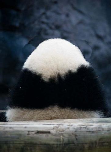 back of the panda  - lol,so fat!