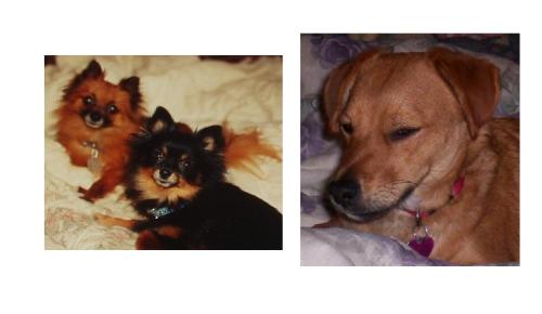The doggies in my life - The two pomeranians, Puff (brown one) and Talitha (black one) are both deceased now, they were my dogs and I had them for 14 and 15 years until they had to be euthanized. I still miss them. The mixed breed dog is Rosie, our family dog that we have now. We've had her about 8 months.
