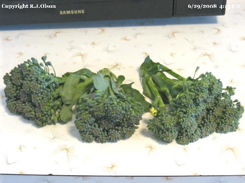 Fresh Picked - Yummy! Going to be great steamed.