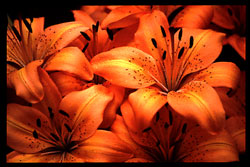 Tiger lilies - Orange Tiger lilies