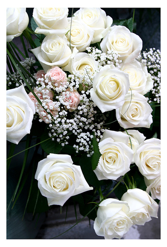 White Rose - White Roses