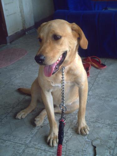 our pet kimy - our pet kimy sitting in our terrace after taking a bath