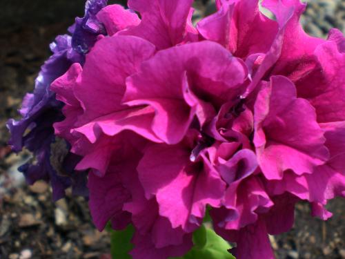 Flower - One of the flowers in my mother's garden in Oregon.