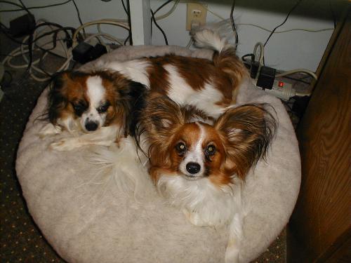 My babies - My mom Papillon Bailey and her pup Barney. Two of the best companions you could ever want. Its amazing how dogs know your daily activity and almost know what your going to do before you do. They also learn to tell you when you haven't done something like fill the food and water dish. These little people to me are the best investment I ever made in a dog. They are very smart dogs.